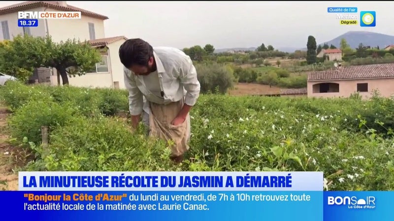 La récolte du jasmin se poursuit dans le pays grassois. Une cueillette qui s'effectue avec minutie