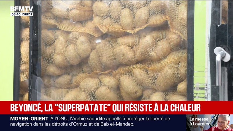 Beyoncé: la nouvelle variété de patates plus résistante aux aléas climatiques