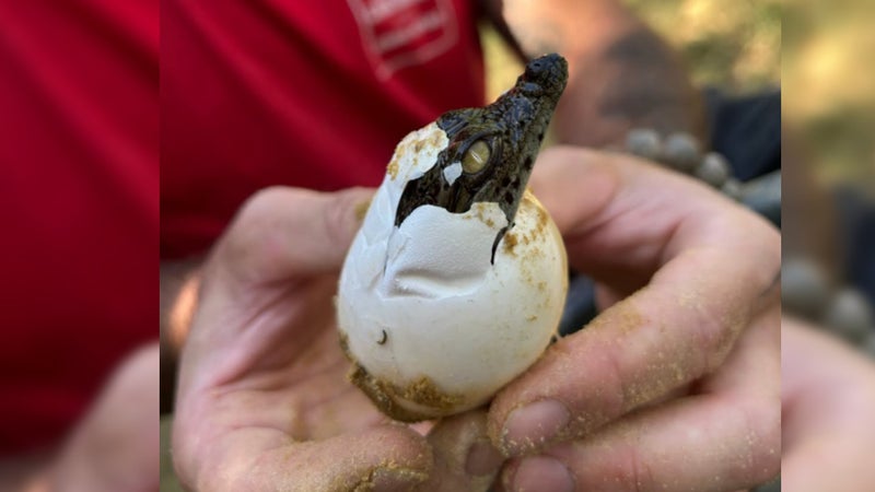 Une éclosion naturelle "inédite": naissance de dix crocodiles du Nil dans la Drôme après les chaleurs caniculaires