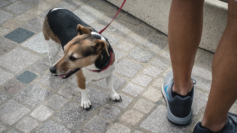 "Un pétage de plombs": un homme jugé pour avoir tiré sur un passant à cause des excréments de son chien, près de Nantes