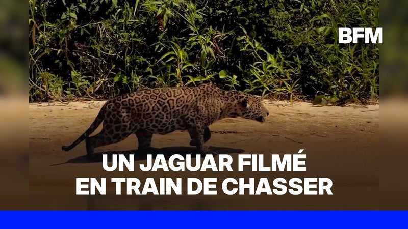 Brésil: un jaguar s'attaque à un caïman au milieu de l'eau