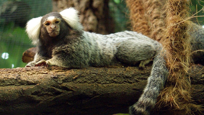 "Un stress très difficile à assumer": l'inquiétude grandit après le vol de 14 singes au zoo de Lescar, qui lance un appel à l'aide