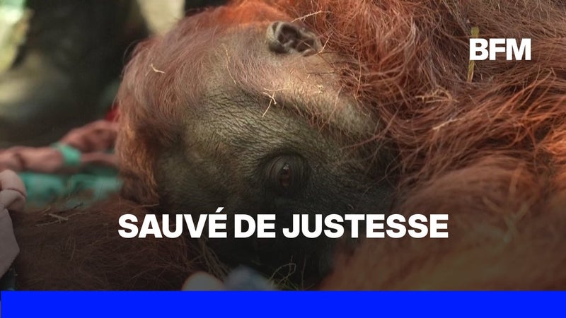 Indonésie: asphyxié par les fumées des incendies, un orang-outan sauvé de justesse à Bornéo
