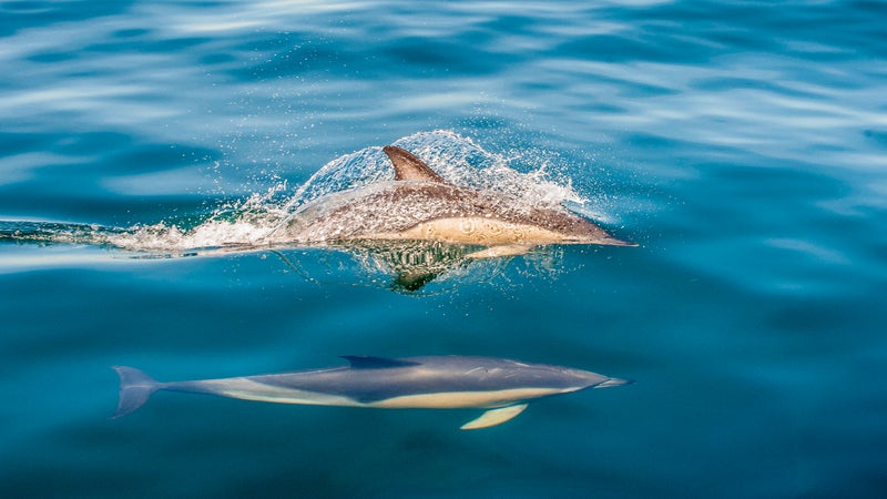 Des caméras déployées pour la première fois sur le dos de dauphins