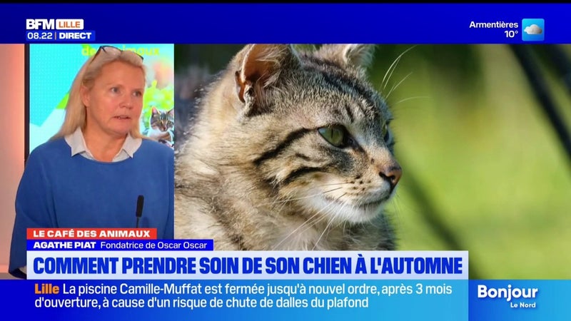 Le café des animaux: comment prendre soin de ses animaux durant l'automne ?