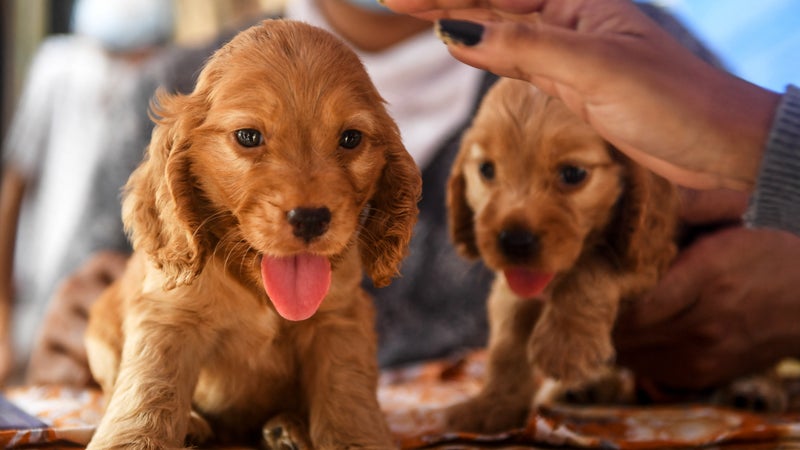 La Fondation 30 millions d'amis demande "l'interdiction ferme et définitive" des salons du chiot et du chaton
